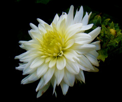 BLÜTE