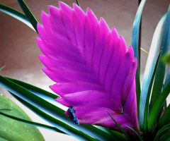 AIR PLANT