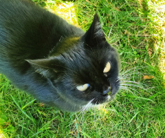 LILLY