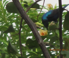 Humming bird at my flowers ⚜ ⚜ ⚜ 