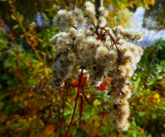 Autumn colors