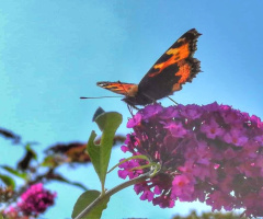 THE SMELL OF SUMMER