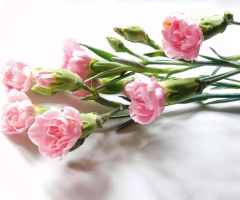 CARNATIONS