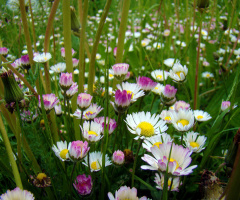 BLÜTEN