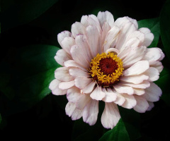 ZINNIA 