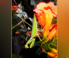 Praying Mantis ⚜ ⚜ ،شکاری