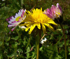 BLÜTEN
