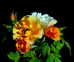 BLÜTEN