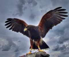 HAWK
