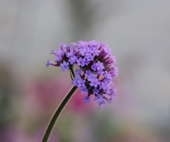 Tivolis Blomster i København...