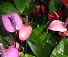 BLÜTEN