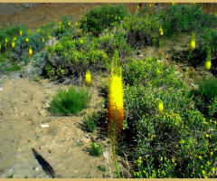 Wild flora of Chiltan Mountain ⚜ ⚜ 