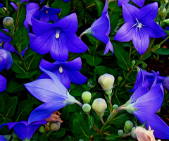 BLÜTEN