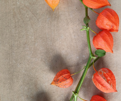 DRY PHYSALIS 