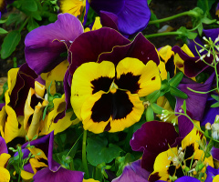 BLÜTEN