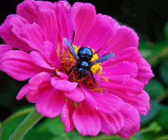  THE BLACK BEE ON ZINNIA