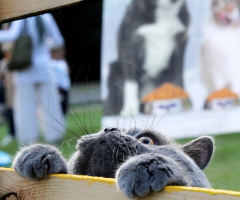 KEDİ