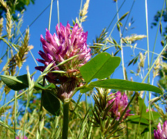 AUF EINER WIESE