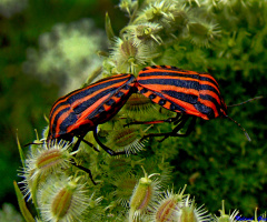 INSEKTEN