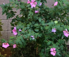 Hibiscus