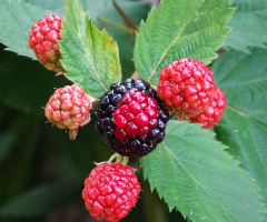 BLACKBERRIES 