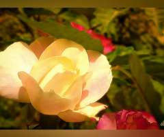 Radiant Rose ⚜ ⚜ 