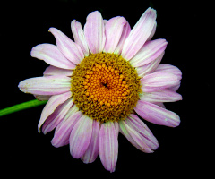 BLÜTE