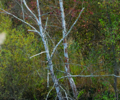 Nature reserve Fritschlach in Karlsruhe / Germany