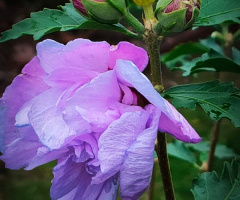PINK HIBISCUS