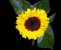BLÜTE
