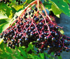 BLACK ELDERBERRY