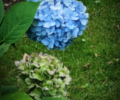 BLUE HYDRANGEA