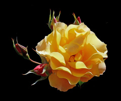 BLÜTEN