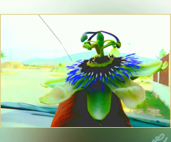 Passion Flower 