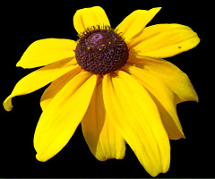 BLÜTE