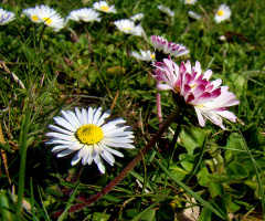 BLÜTEN