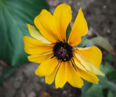 RUDBECKIA