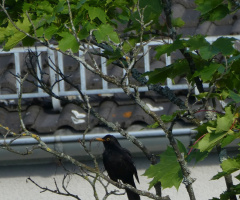 Common blackbird