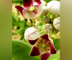 Calotropis،آک