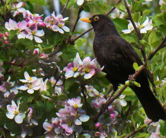 VOGEL
