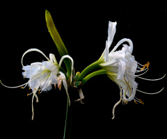 BLÜTEN