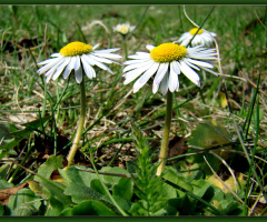 BLÜTEN