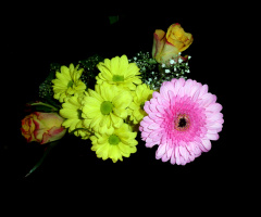 BLÜTEN