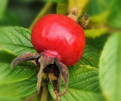 FRUIT OF ROSE 