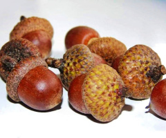 ACORNS