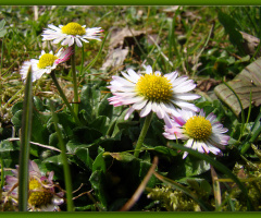 BLÜTEN
