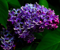 BLÜTEN