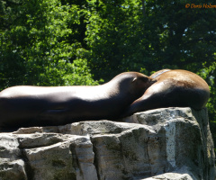 Siesta