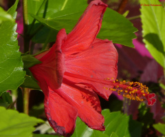 Hibiscus