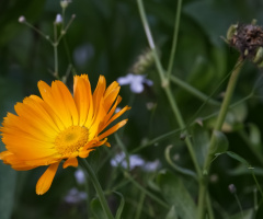 Flowers in Tivoli - 2023.